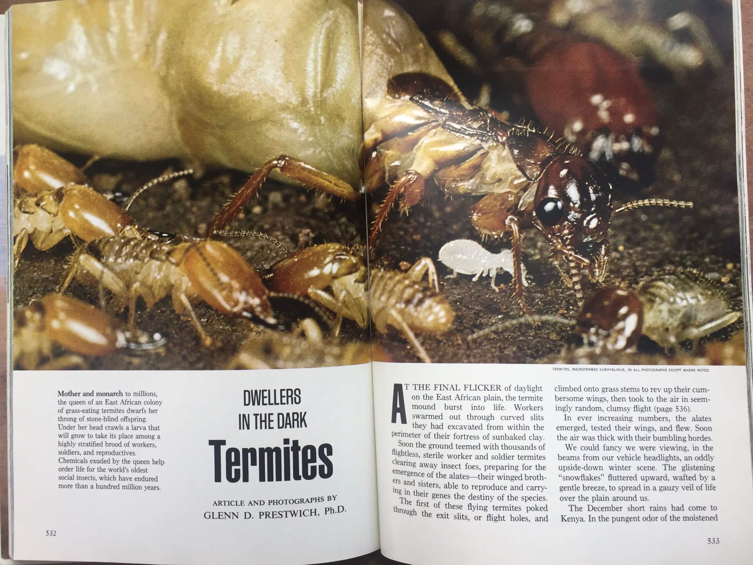 Dwellers in the Dark: Termites